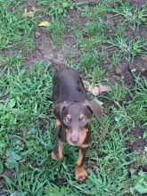 Doberman pinscher puppies for adoption