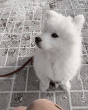 Gorgeous ckc Samoyed puppies available