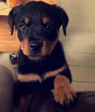 Great Rottwieler puppies available. [ spearskayla459@gmail.com]