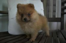 Pomeranian puppies