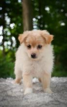 Pomeranian puppies for adoption