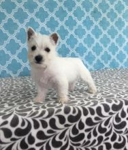 Westie puppies for adoption