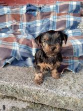 Yorkie puppies for adoption