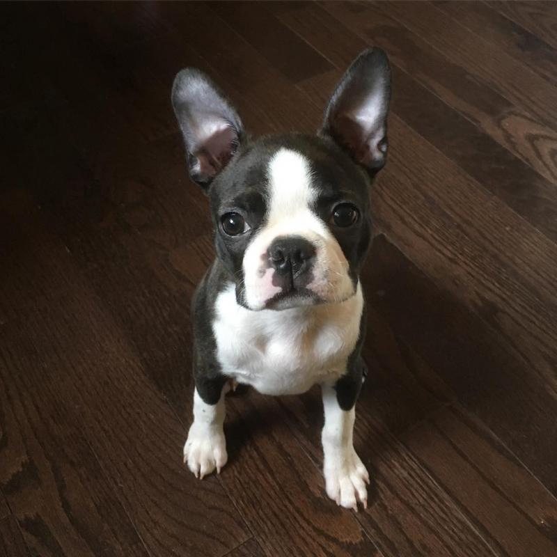 Active Boston Terrier Puppy For Adoption Image eClassifieds4u