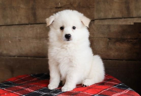 American Eskimos,2 left. Image eClassifieds4u