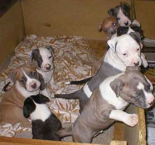 American Staffordshire terrier puppies available Image eClassifieds4u