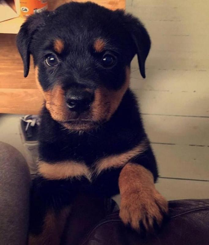 Great Rottwieler puppies available. [ spearskayla459@gmail.com] Image eClassifieds4u