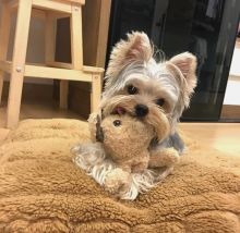 Sweet Male And Female Yorkie puppies For Free Adoption. Text us via 709 701 4425 Image eClassifieds4U