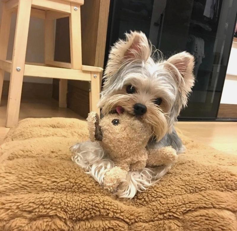 Sweet Male And Female Yorkie puppies For Free Adoption. Text us via 709 701 4425 Image eClassifieds4u