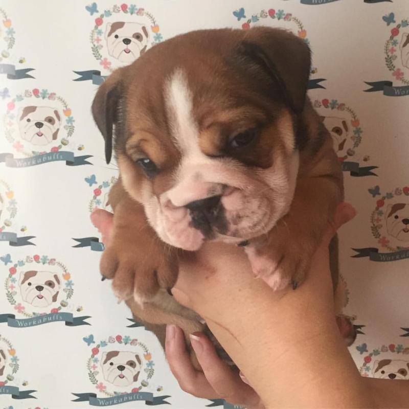 Teacup English Bulldog Puppies for Rehoming. Image eClassifieds4u