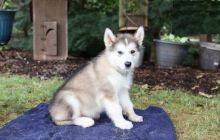 Alaskan Malamute puppies, (boy and girl)