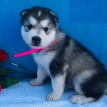 Alaskan Malamute puppies for adoption