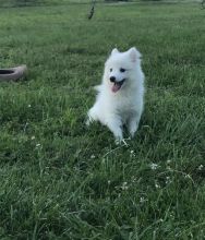 American Eskimo puppies