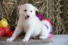 American Eskimo puppies, (boy and girl)