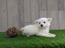 American Eskimo puppies for adoption