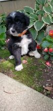 Aussiedoodle puppies