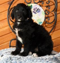 Aussiedoodle puppies, (boy and girl)