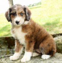 CBCA Aussiedoodle puppies