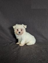 CBCA Maltese puppies