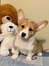 CBCA Welsh Corgi puppies