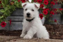 CBCA Westie puppies