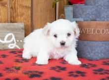 Maltese,2 left.