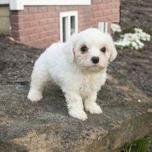 Maltese puppies, (boy and girl)