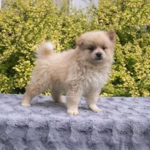 Pomeranian puppies, (boy and girl)