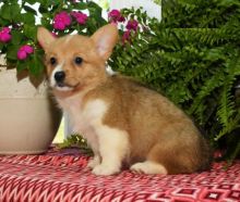 Welsh Corgi puppies