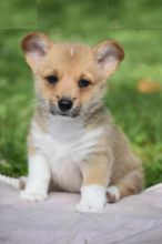 Welsh Corgi puppies for adoption