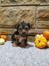 Yorkie puppies