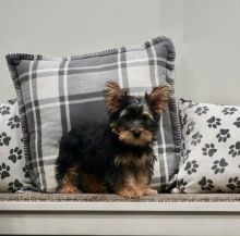 Yorkie puppies, (boy and girl)