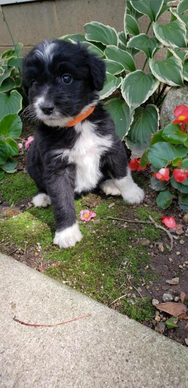 Aussiedoodle puppies Image eClassifieds4u
