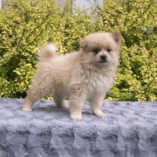 Pomeranian puppies, (boy and girl) Image eClassifieds4U