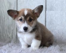 Welsh Corgis,2 left. Image eClassifieds4U