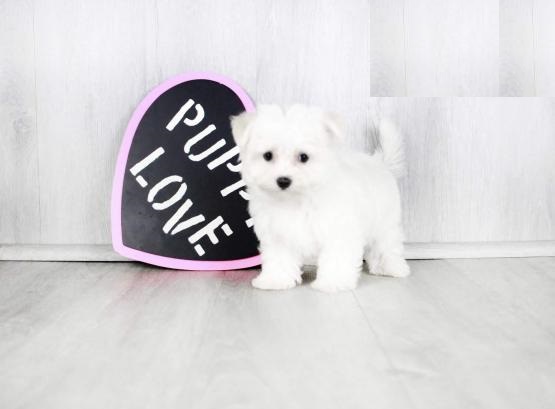 Maltese puppies Image eClassifieds4u