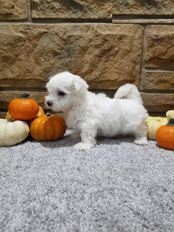 Maltese puppies ready for adoption Image eClassifieds4u