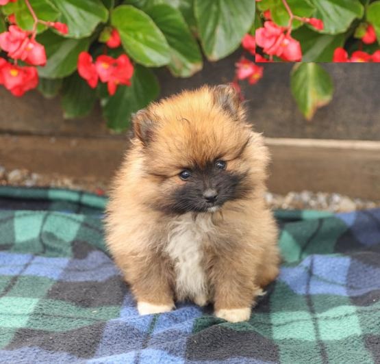 Pomeranians,2 left. Image eClassifieds4u