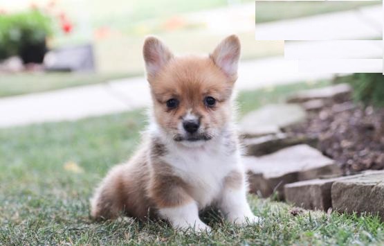 Welsh Corgi puppies, (boy and girl) Image eClassifieds4u