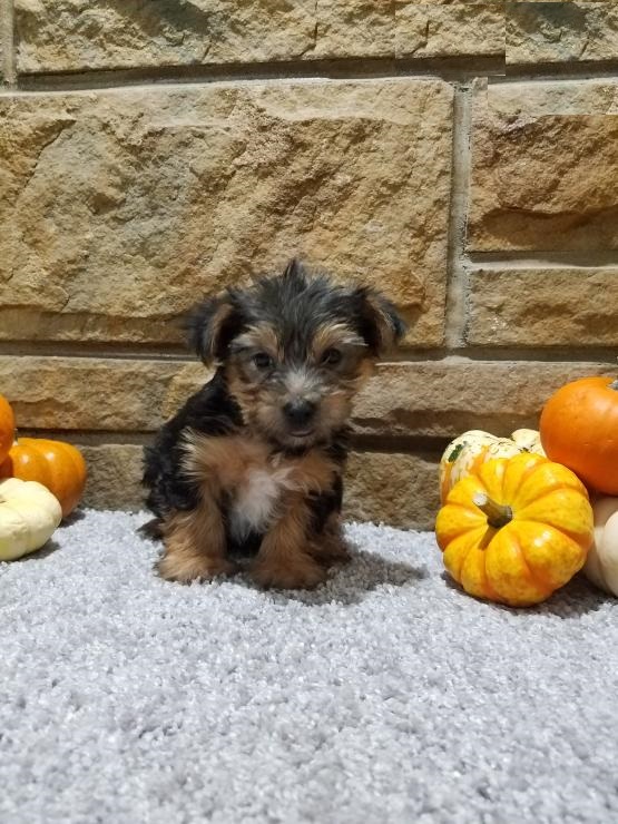 Yorkie puppies Image eClassifieds4u