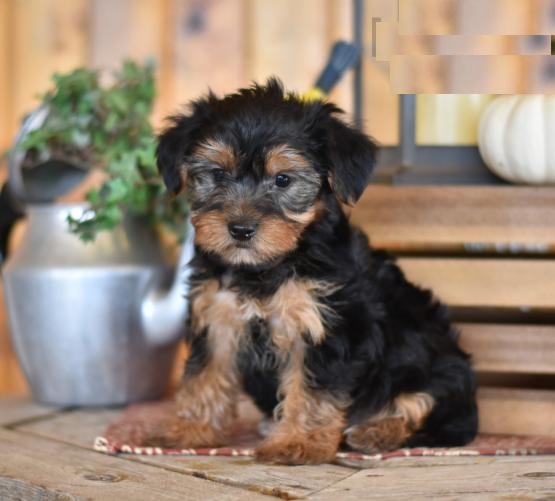 Yorkies,2 left. Image eClassifieds4u