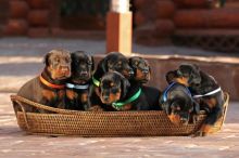 Affectionate Doberman Pinscher Puppies Available