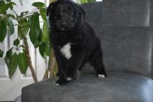 Aussiedoodle puppies for adoption