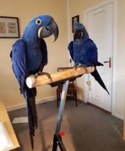 Beautiful and talking Hyacinth Macaw Available