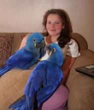 Beautiful and Talking Hyacinth Macaw Parrots for Sale