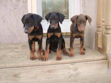 Beautiful Doberman Pinscher Puppies Available