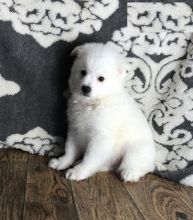 CBCA American Eskimo puppies