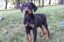 CBCA Doberman pinscher puppies