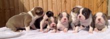 Cute Boston terrier Pups Available