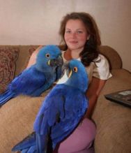Cute Pair Hyacinth Macaw Available